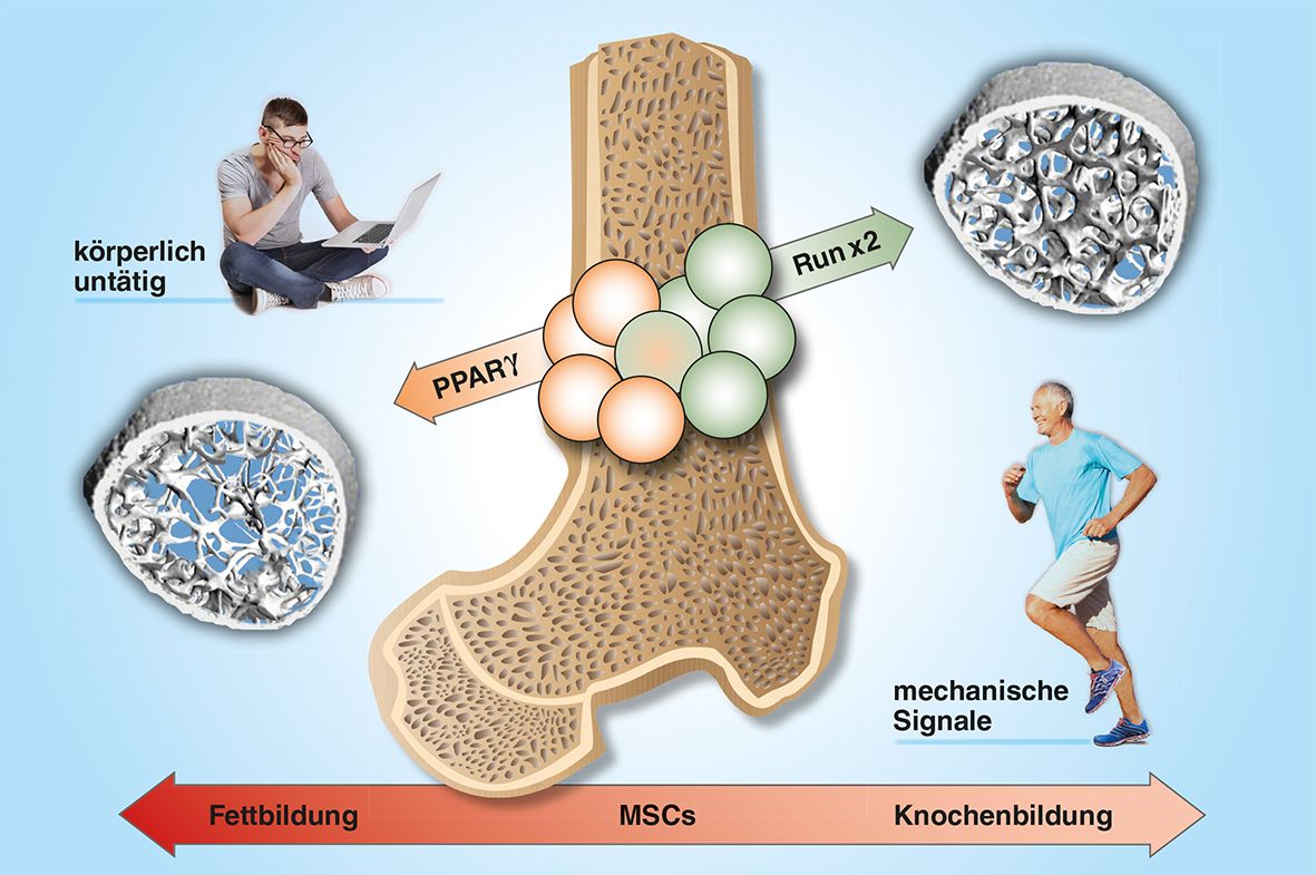 Osteoporose Knochendichte Stammzellen